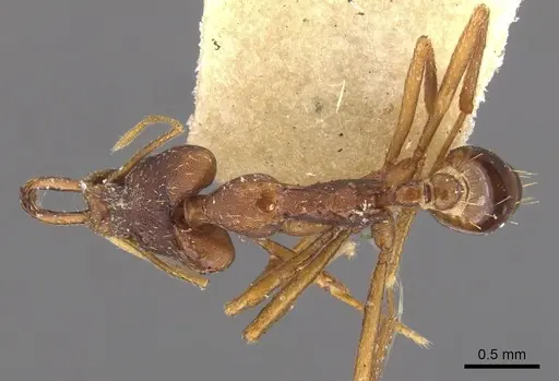 Strumigenys nidifex - CASENT0900761