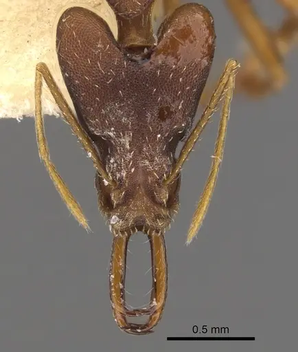 Strumigenys nidifex - CASENT0900761