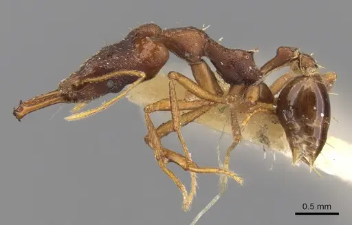 Strumigenys nidifex - CASENT0900761