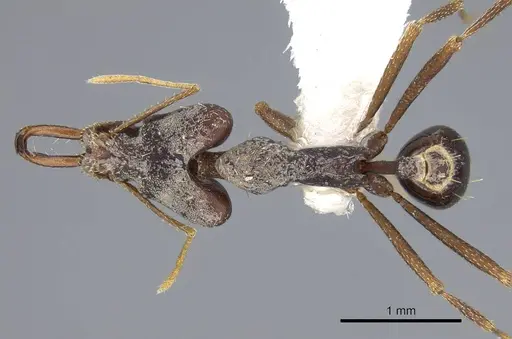 Strumigenys nidifex - CASENT0914852