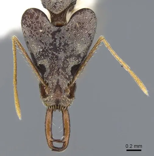 Strumigenys nidifex - CASENT0914852