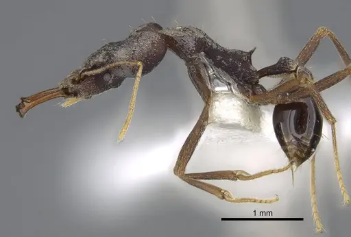 Strumigenys nidifex - CASENT0914852