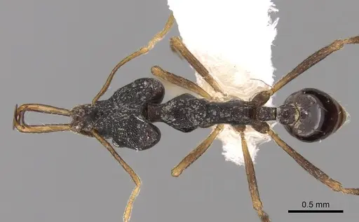 Strumigenys nigra specimen