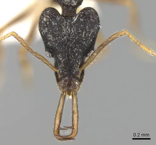 Strumigenys nigra specimen