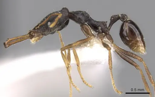 Strumigenys nigra specimen