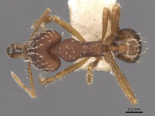 Strumigenys nigra - CASENT0905782