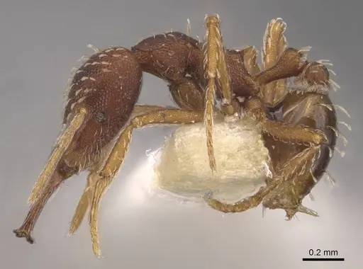 Strumigenys nigra - CASENT0905782