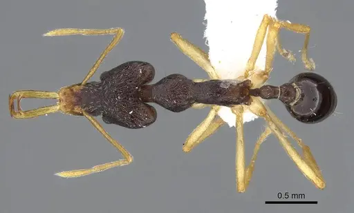 Strumigenys nigra - CASENT0914854