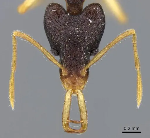 Strumigenys nigra - CASENT0914854