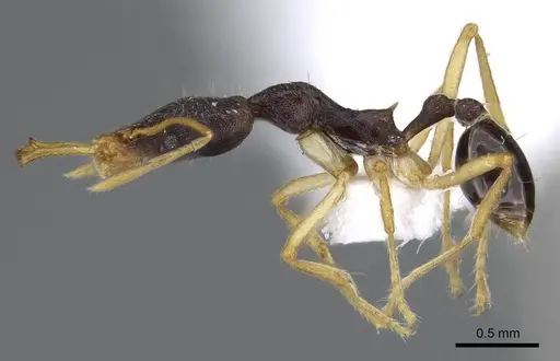 Strumigenys nigra - CASENT0914854