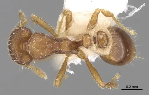 Strumigenys nigrescens specimen