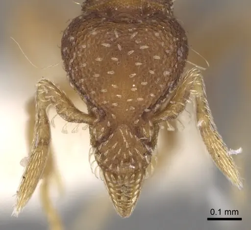 Strumigenys nigrescens specimen