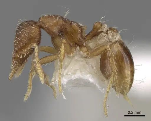 Strumigenys nigrescens specimen