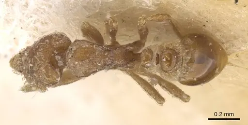 Strumigenys nigrescens - CASENT0912850