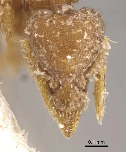 Strumigenys nigrescens - CASENT0912850