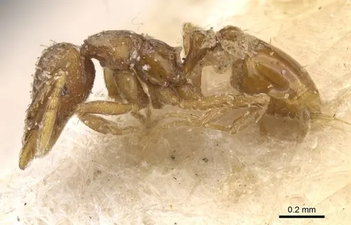 Strumigenys nigrescens - CASENT0912850