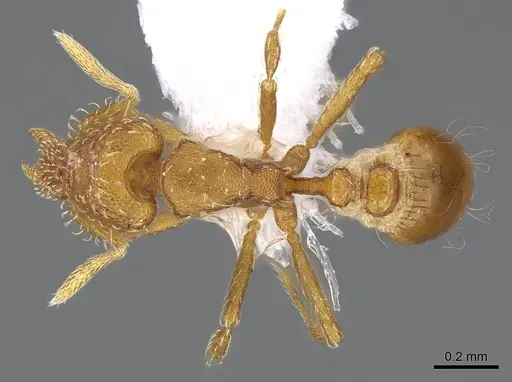 Strumigenys nigrescens - CASENT0914606