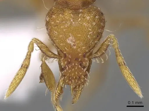 Strumigenys nigrescens - CASENT0914606