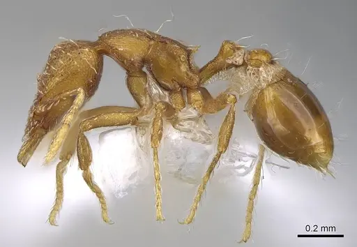 Strumigenys nigrescens - CASENT0914606