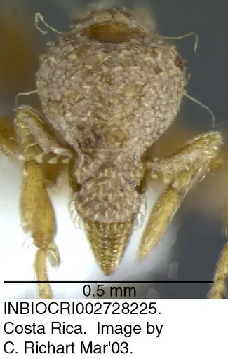 Strumigenys nigrescens - INBIOCRI002728225