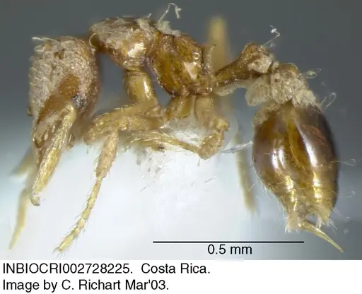 Strumigenys nigrescens - INBIOCRI002728225