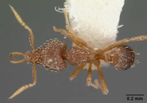 Strumigenys nimbrata specimen