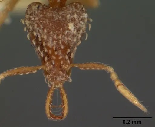 Strumigenys nimbrata specimen