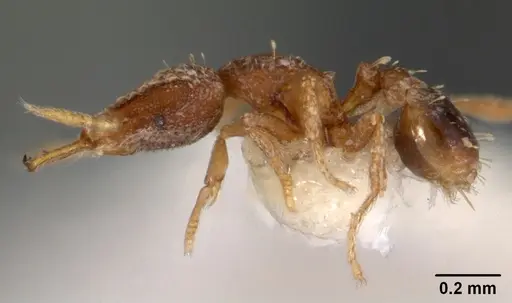 Strumigenys nimbrata specimen