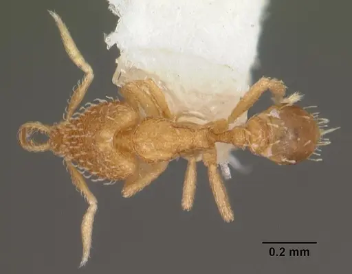 Strumigenys nimbrata - CASENT0102569