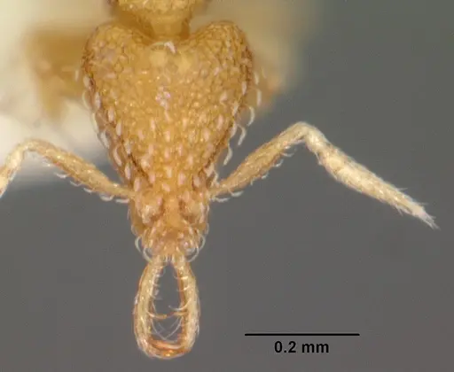 Strumigenys nimbrata - CASENT0102569