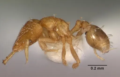 Strumigenys nimbrata - CASENT0102569