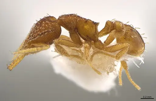 Strumigenys nimbrata - CASENT0840688