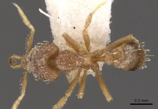 Strumigenys nimbrata - CASENT0900636