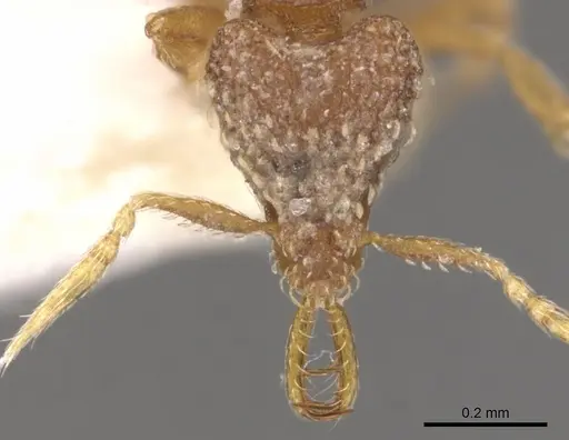 Strumigenys nimbrata - CASENT0900636