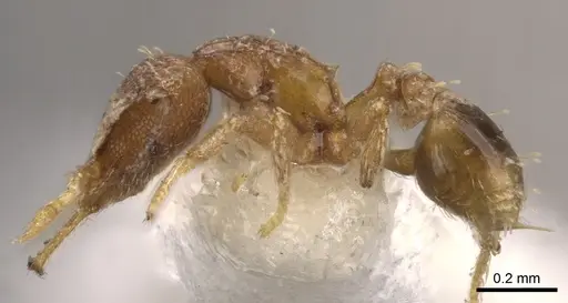 Strumigenys nimbrata - CASENT0900636