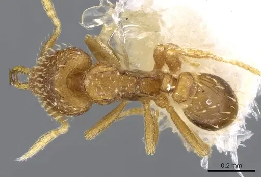 Strumigenys nimbrata - CASENT0914770