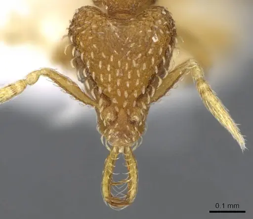 Strumigenys nimbrata - CASENT0914770