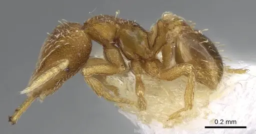 Strumigenys nimbrata - CASENT0914770