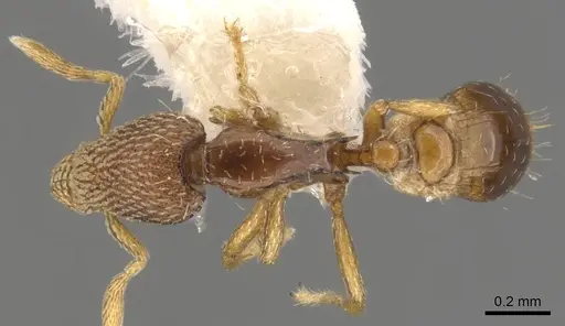 Strumigenys nimravida specimen