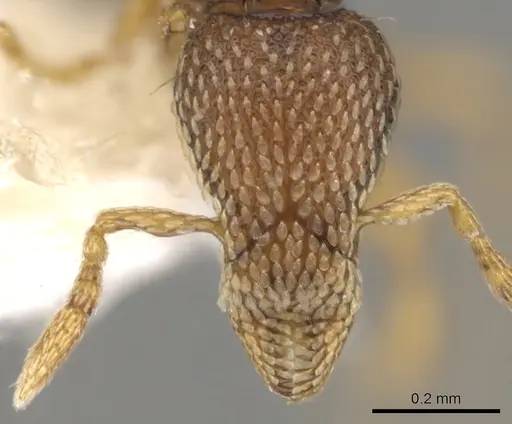 Strumigenys nimravida specimen