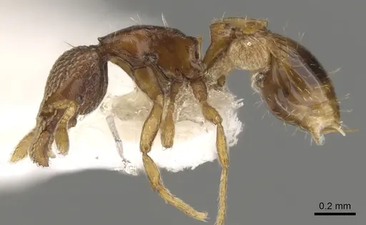 Strumigenys nimravida specimen