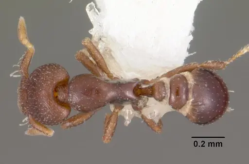 Strumigenys ninda specimen