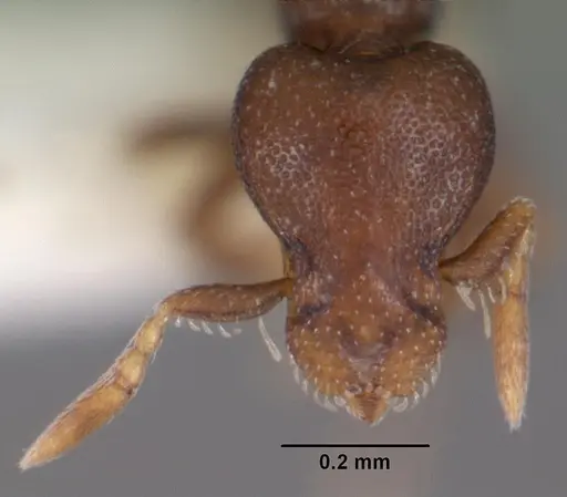 Strumigenys ninda specimen