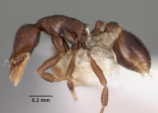 Strumigenys ninda specimen