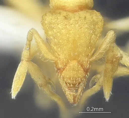 Strumigenys nongba specimen