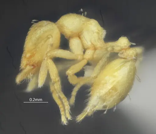 Strumigenys nongba specimen