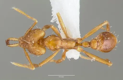Strumigenys norax specimen