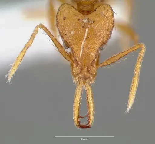 Strumigenys norax specimen