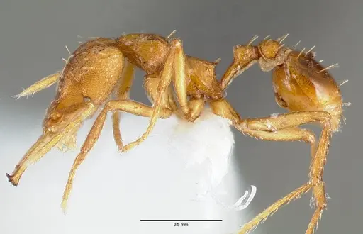 Strumigenys norax specimen