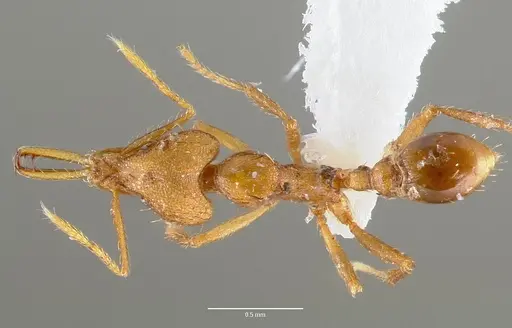 Strumigenys norax - CASENT0005614